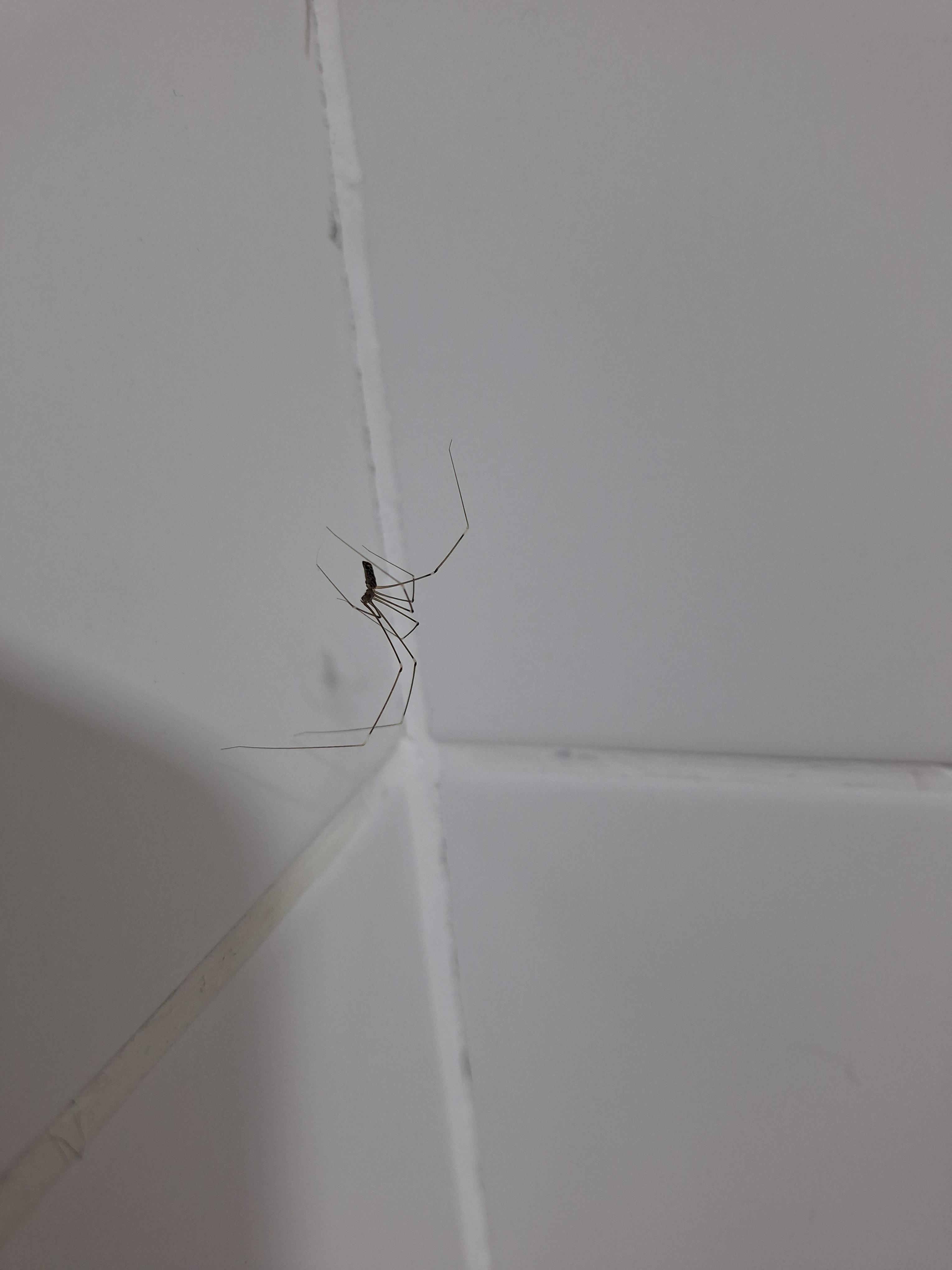 Teia com uma única aranha em escala natural no canto organizado de uma garagem
